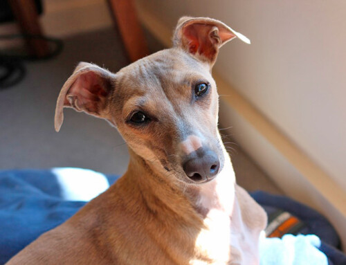 El Galgo italiano, un perro miniatura