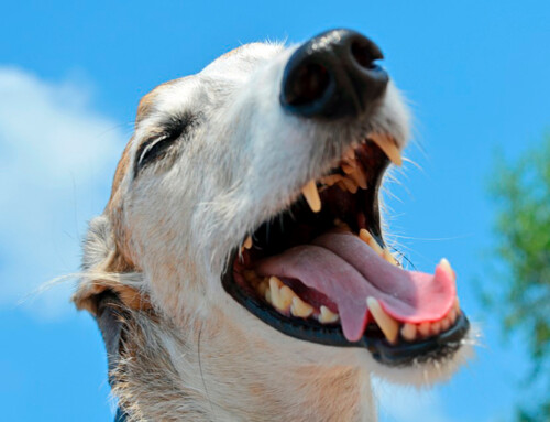 Características y temperamento del Galgo