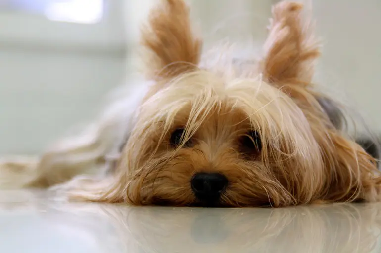 yorkshire terrier en casa