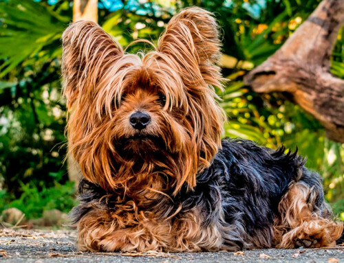 Yorkshire terrier, características y cuidados