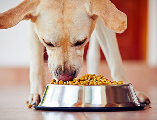 HOW TO MANAGE FOOD CORRECTLY