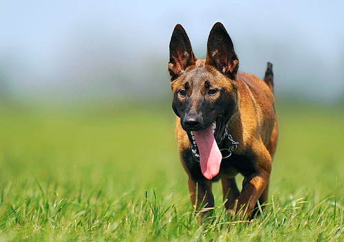 happy dog