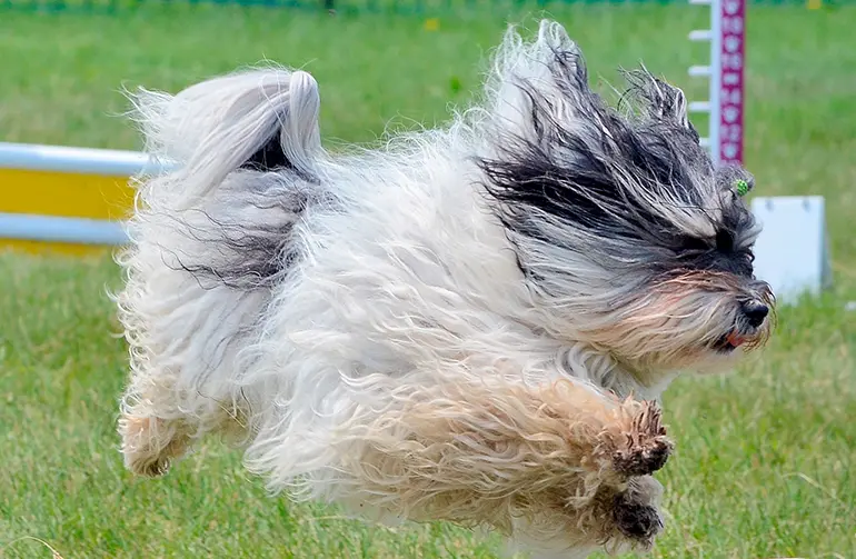 Bichón habanero saltando y corriendo
