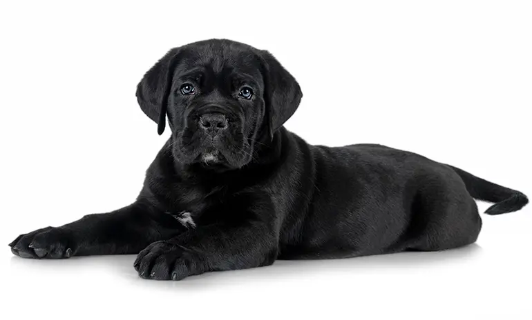 Cachorro-de-Cane-Corso