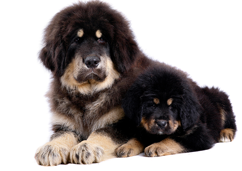 Cachorro de mastín tibetano junto a su madre