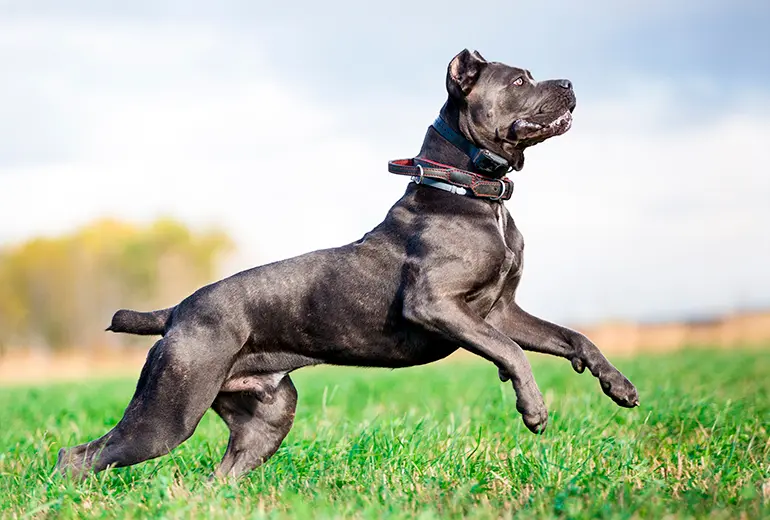 Cane corso saltando