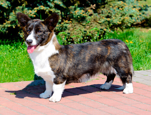 Tipos de Corgi Galés y sus características