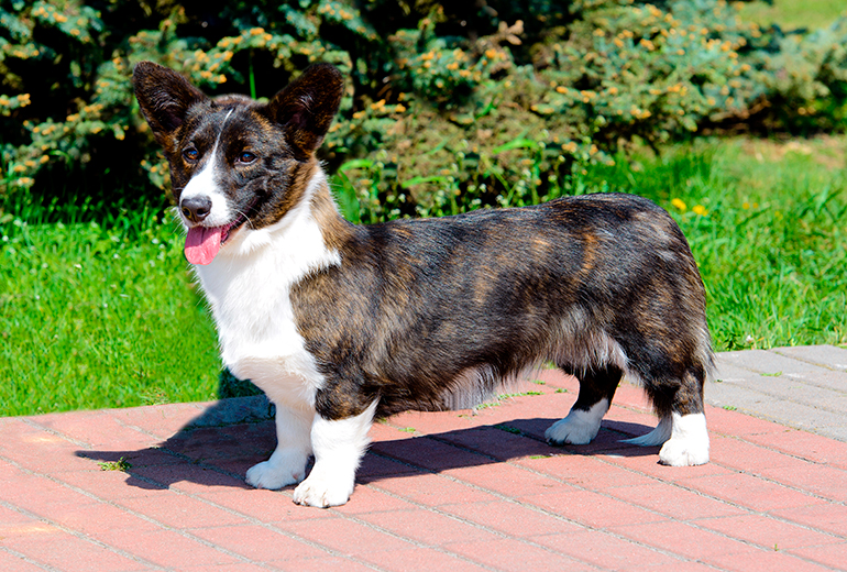 corgi galés