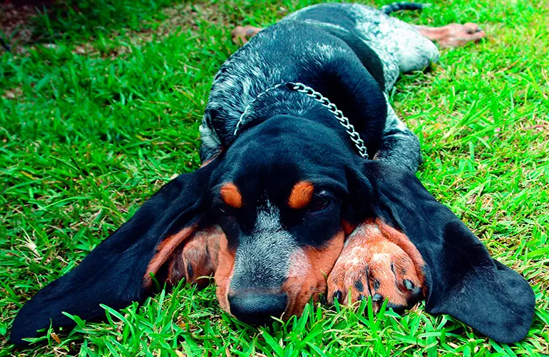 gran azul de gascuña