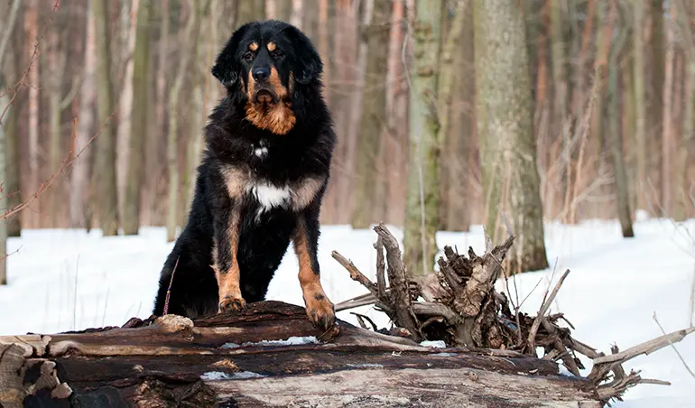 mastín-del-tíbet-en-la-nieve