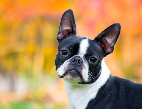 Características de la raza Boston terrier y cuidados
