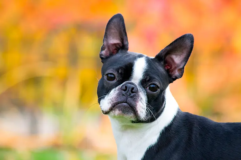 perro de raza boston terrier
