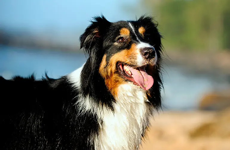 perro de raza pastor australiano