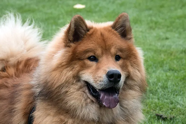 perro eurasier en el campo