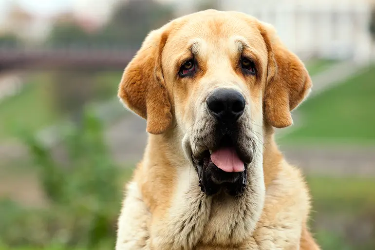 perro mastín español