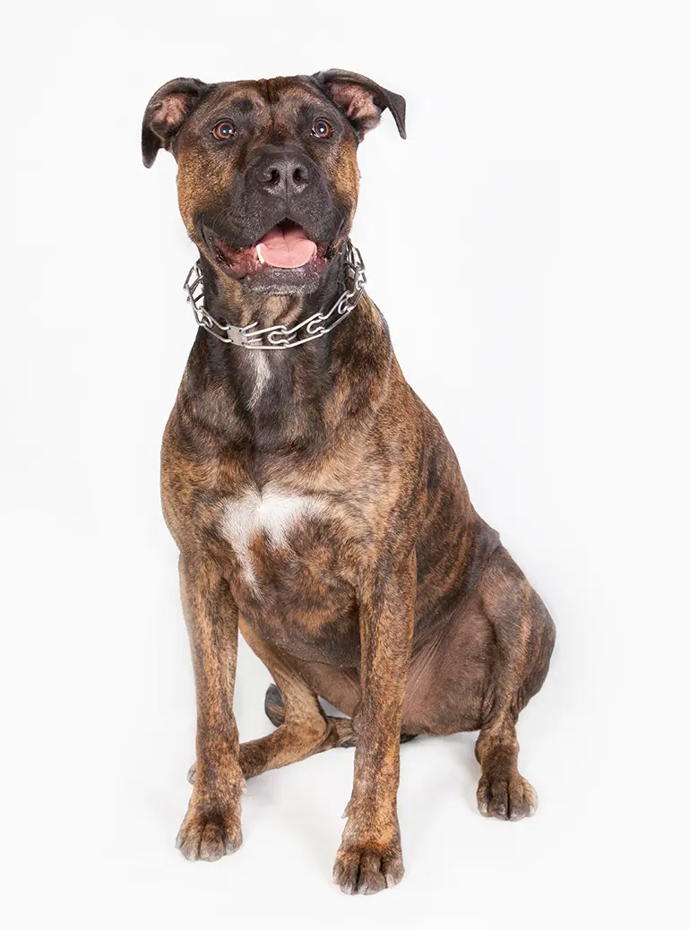 raza-de-perro-alano-español