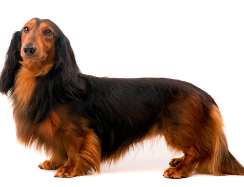Teckel, características y temperamento del «Perro Salchicha»