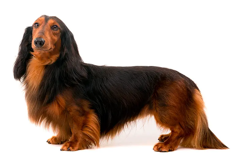 teckel de pelo largo