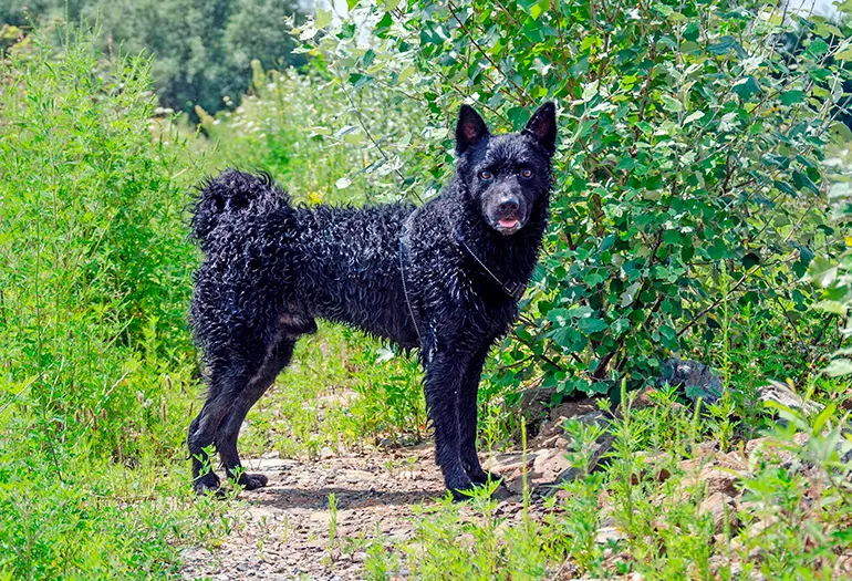 Pastor-croata-en-el-bosque