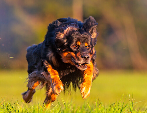 Hovawart, un perro ideal para deportistas