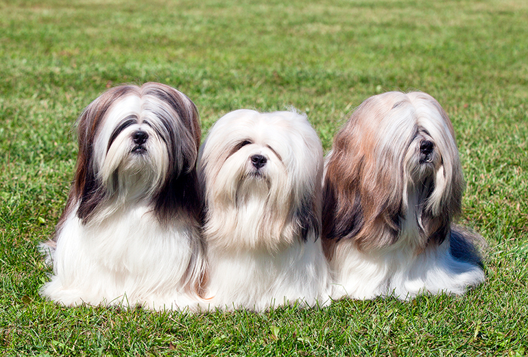Perros de raza Shih tzu en el jardín Perros de raza Shih tzu en el jardín