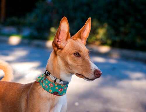 Podenco Canario – Características de un excelente cazador