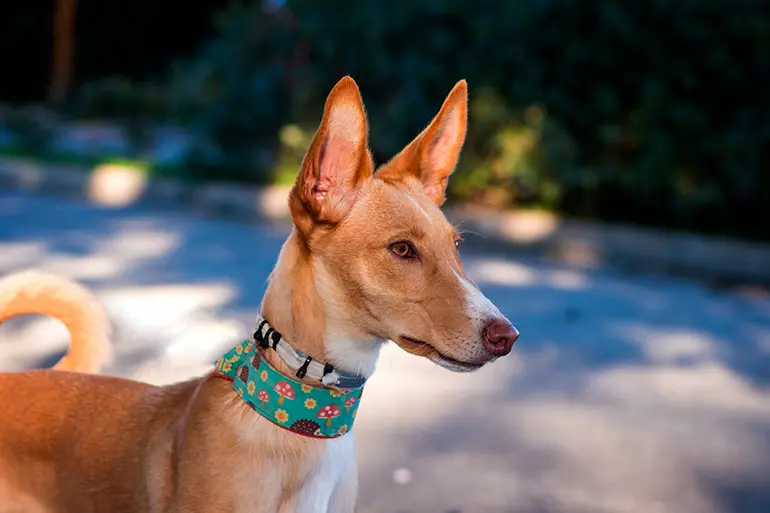 Podenco canario en el bosque