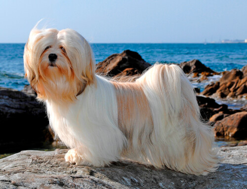 Todo sobre la raza Shih tzu – Características y fotos