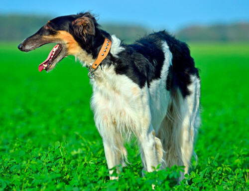 Raza Borzoi (Galgo Ruso) – Información completa de la raza