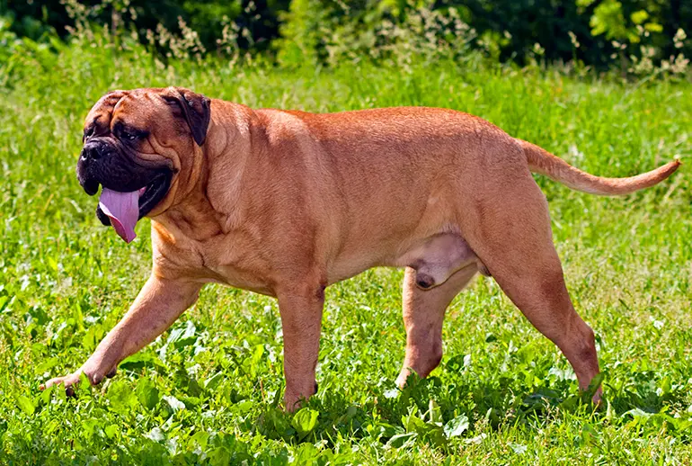bullmastiff-en-el-jardín