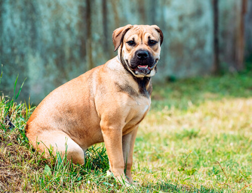 Dogo mallorquín o Ca de Bou
