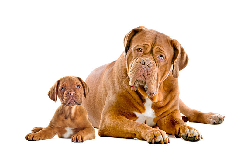 Cachorro de Dogo de Burdeos junto a su madre