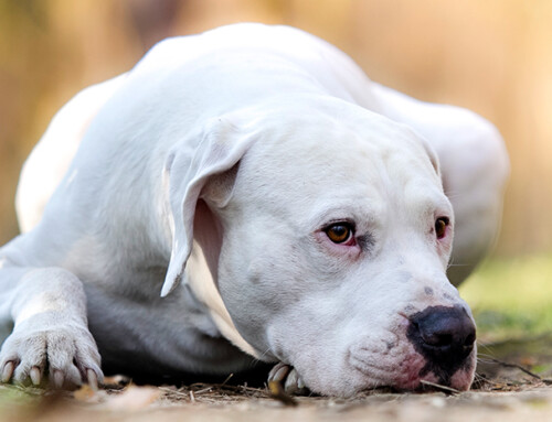 Todo sobre la raza Dogo Argentino
