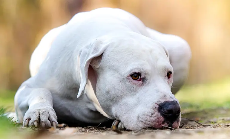 dogo argentino tumbado y obserbando