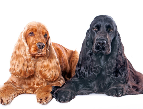 Cocker spaniel inglés – Características y temperamento