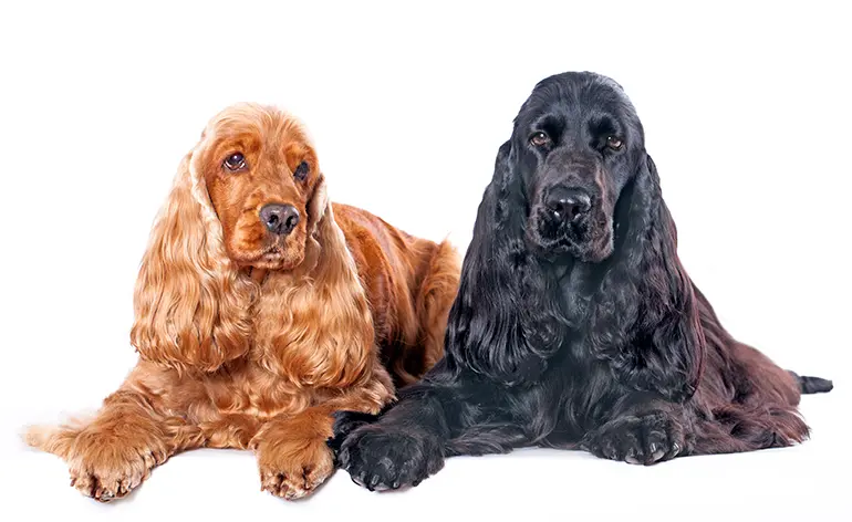 ejemplares de raza Cocker spaniel inglés