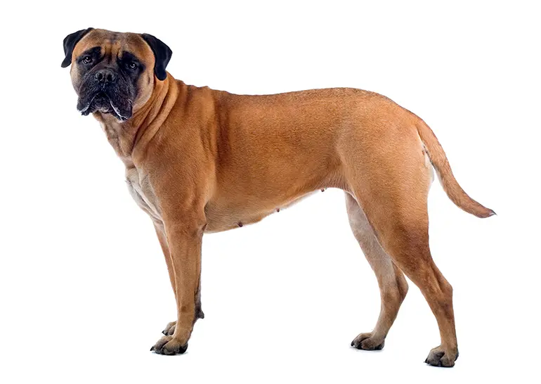 físico-de-un-perro-bullmastiff
