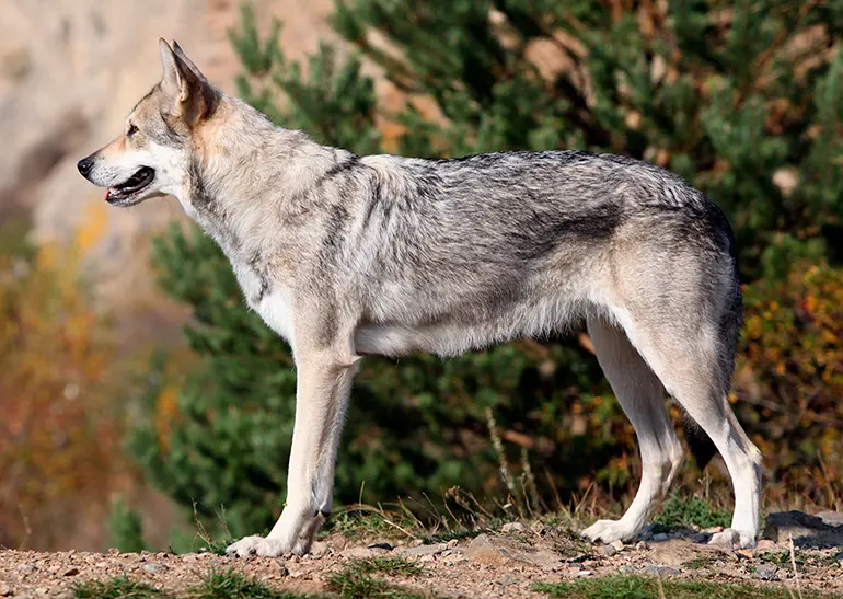 físico-del-perro-lobo-de-saarloos
