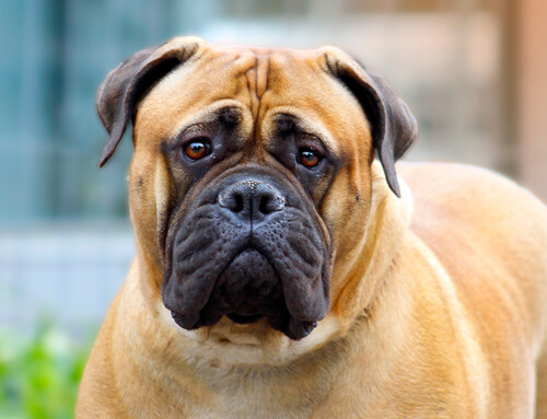 Bullmastiff – Características y comportamiento