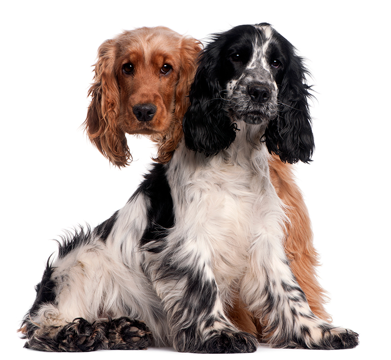pareja-de-Cocker-spaniel-inglés