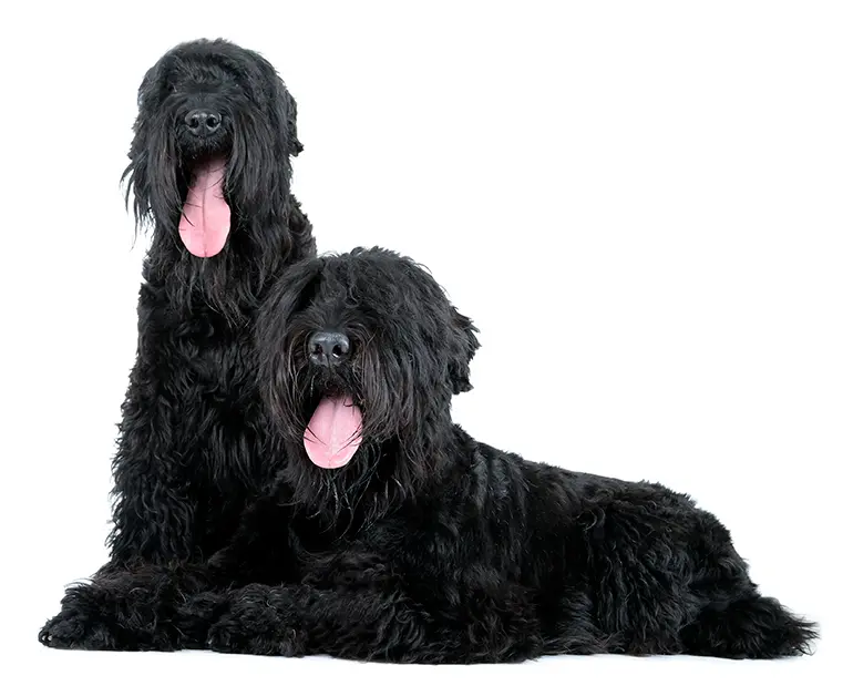 pareja-de-perros-de-raza-terrier-negro-ruso