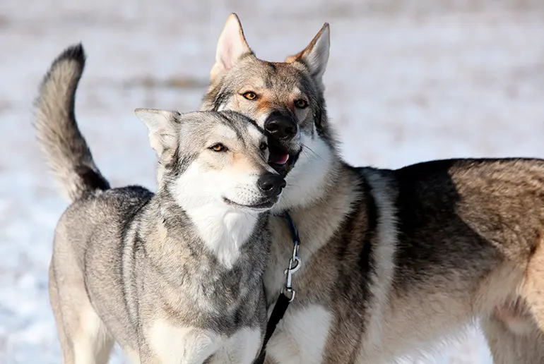 pareja-de-perros-lobo-de-saarloos