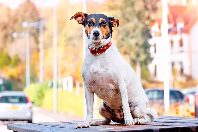 perro de raza bodeguero andaluz perro de raza bodeguero andaluz