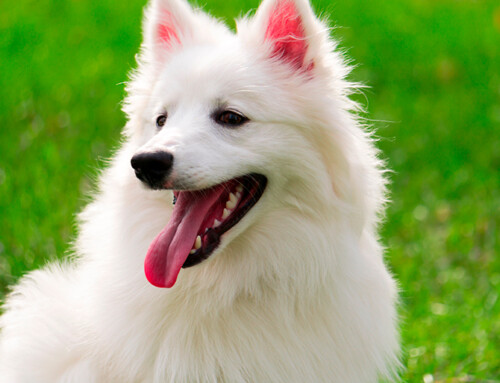 Perro Esquimal Americano, la suma entre belleza e inteligencia