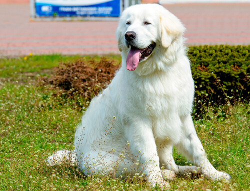 Kuvasz húngaro – Información completa sobre la raza
