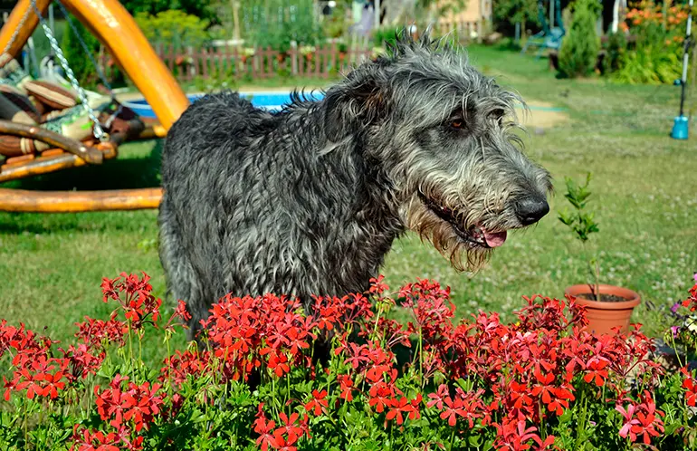 perro-lobero-irlandés-en-el-jardín