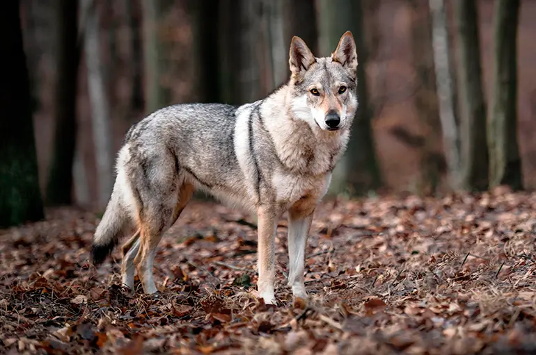 perro lobo de saarloos en el bosque