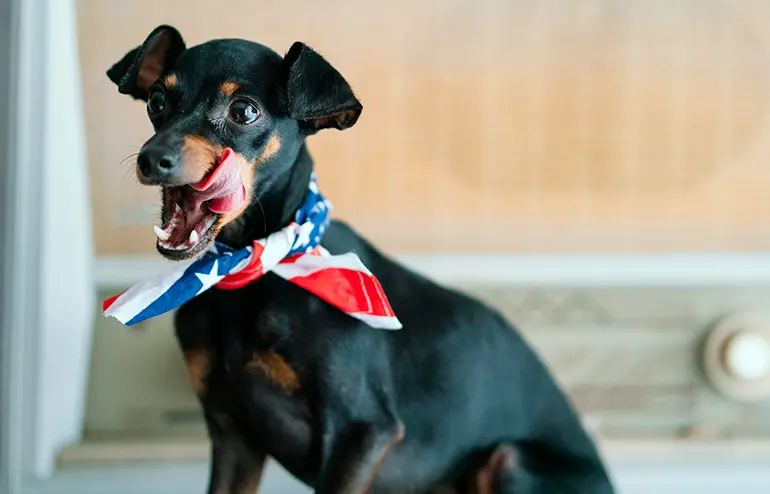 perro ratón de praga