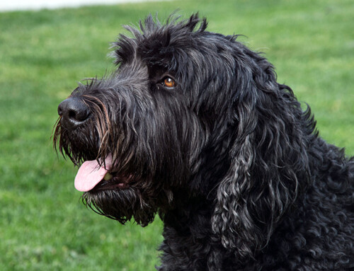 Información completa sobre la raza Terrier Negro Ruso