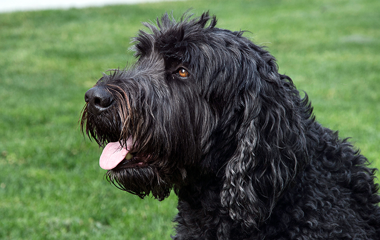 perro terrier negro ruso
